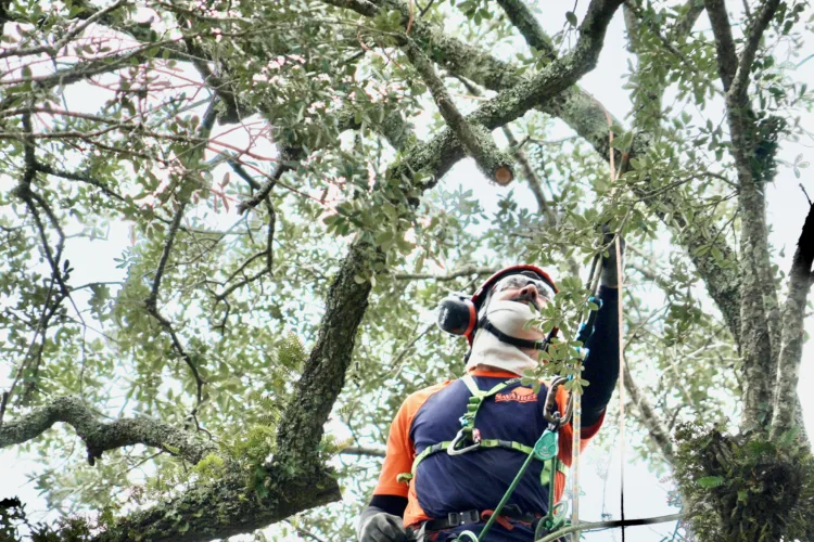 Preservationists work to save revolution ‘witness tree’